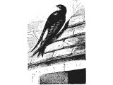 Swallow (Macropteryx lengipennis)